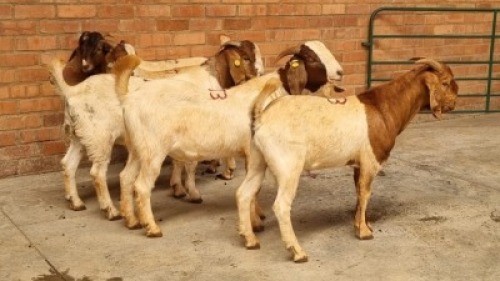 5X MALE BOERBOK J.H ROBERTS BOERDERY PTY LTD (Pay per Animal)