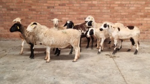 10X FEMALE MEATMASTER J.H ROBERTS BOERDERY PTY LTD (Pay per Animal)