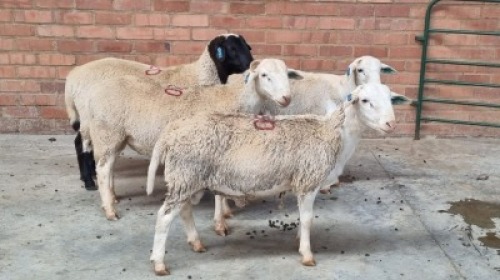 4X MALE MEATMASTER J.H ROBERTS BOERDERY PTY LTD (Pay per Animal)