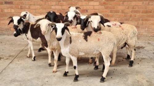 10X MALE MEATMASTER J.H ROBERTS BOERDERY PTY LTD (Pay per Animal)