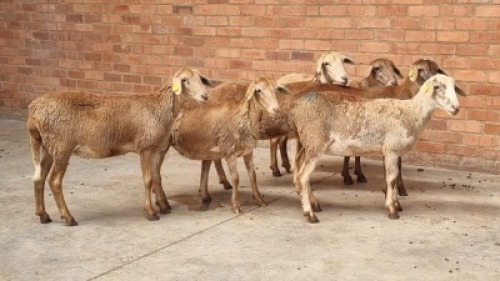 6X FEMALE MEATMASTER SR AGRI (Pay per Animal)