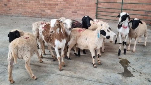 10X MALE MEATMASTER J.H ROBERTS BOERDERY PTY LTD (Pay per Animal)