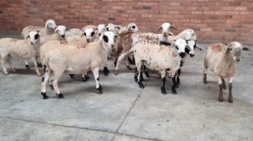 15X MALE MEATMASTER J.H ROBERTS BOERDERY PTY LTD (Pay per Animal)