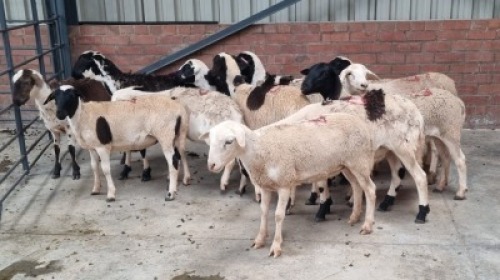 13X FEMALE MEATMASTER J.H ROBERTS BOERDERY PTY LTD (Pay per Animal)