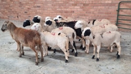14X FEMALE MEATMASTER J.H ROBERTS BOERDERY PTY LTD (Pay per Animal)