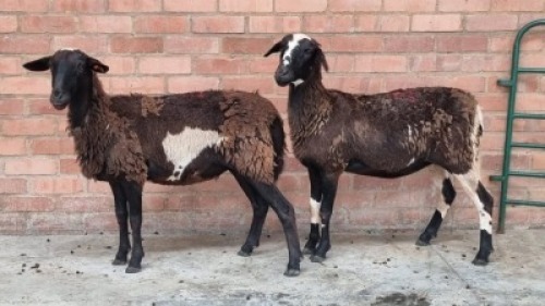 2X FEMALE MEATMASTER SR AGRI (Pay per Animal)