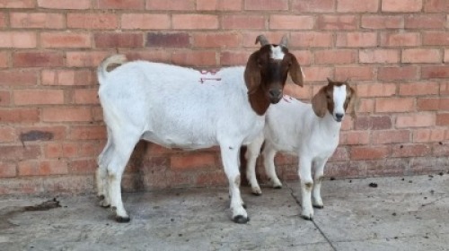 1X FEMALE BOERBOK CVN BOERDERY