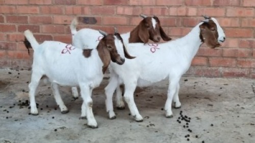 3X MALE BOERBOK CVN BOERDERY (Pay per Animal)