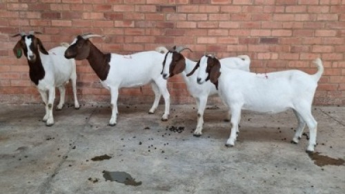 4X FEMALE BOERBOK CVN BOERDERY (Pay per Animal)