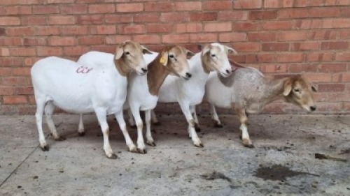 4X FEMALE BOSVELDERS KURT LACHMANN (Pay per Animal)