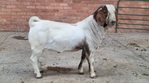1X MALE BOERBOK CVN BOERDERY