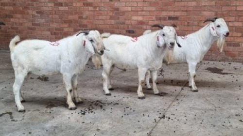 3X MALE SAVANNA CVS BOERDERY (Pay per Animal)