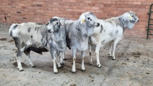 3X MALE BLOU PERSIE CVS BOERDERY (Pay per Animal)
