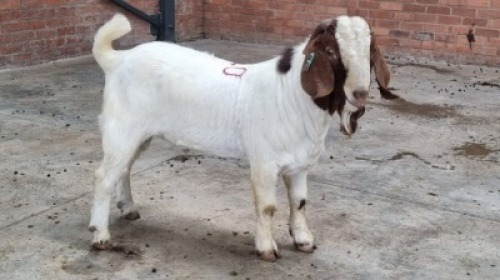 1X MALE BOERBOK CVS BOERDERY