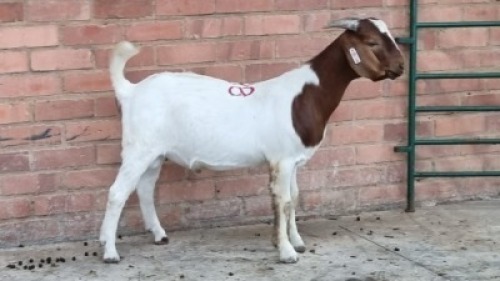 1X MALE BOERBOK CVN BOERDERY