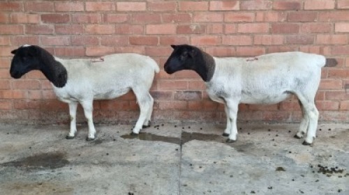 2X FEMALE DORPER CVS BOERDERY (Pay per Animal)