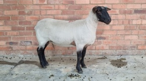 1X FEMALE SUFFOLK CVS BOERDERY