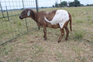 1X OOI/EWE J Afrika - Mandla Seopela - 082 044 4712