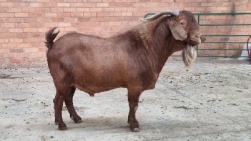 1X MALE KALAHARI RED SWART FARM