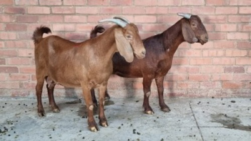 2X FEMALE KALAHARI RED SWART FARM (Pay per Animal)