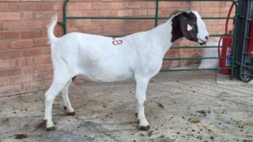 1X FEMALE BOERBOK SWART FARM