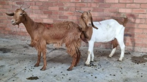 2X FEMALE MIX GOATS SWART FARM (Pay per Animal)