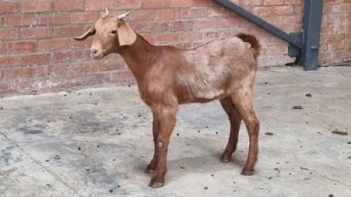 1X FEMALE MIX GOATS SWART FARM