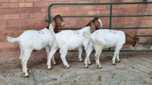 3X MALE BOERBOK SWART FARM (Pay per Animal)