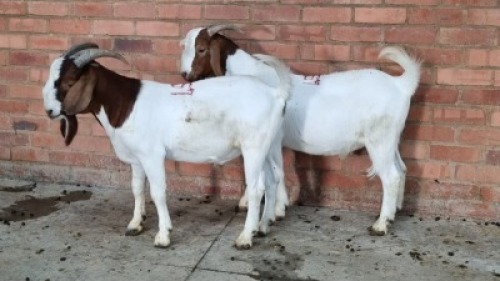 2X MALE BOERBOK SWART FARM (Pay per Animal)