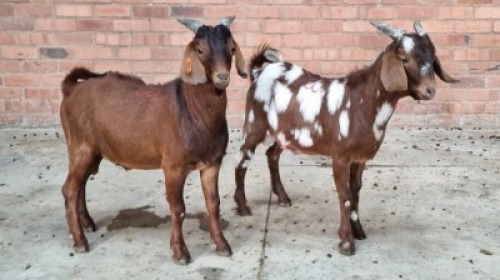 2X MALE CAPE LOB SWART FARM (Pay per Animal)