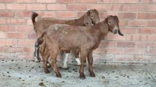 2X MALE CAPE LOB SWART FARM (Pay per Animal)