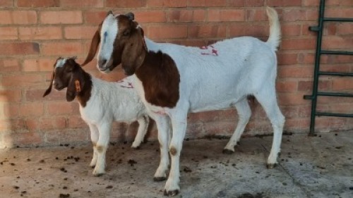 1X FEMALE BOERBOK REANDI HANEKOM