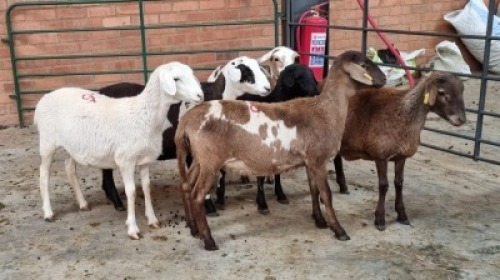 6X FEMALE MEATMASTERS SINE METU FARMING (Pay per Animal)