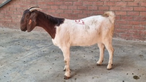 1X FEMALE BOERBOK REANDI HANEKOM