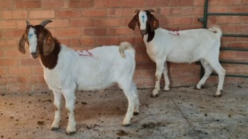 2X MALE BOERBOK REANDI HANEKOM (Pay per Animal)