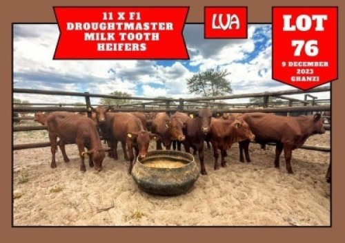 11X Drought Master Heifer Wiehan's