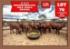 11X Drought Master Heifer Wiehan's