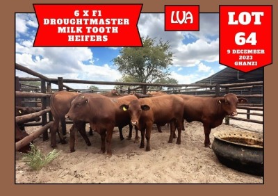 6X Drought Master Heifer Wiehan's