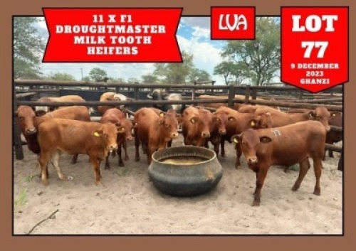 11X Drought Master Heifer Wiehan's