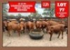 11X Drought Master Heifer Wiehan's