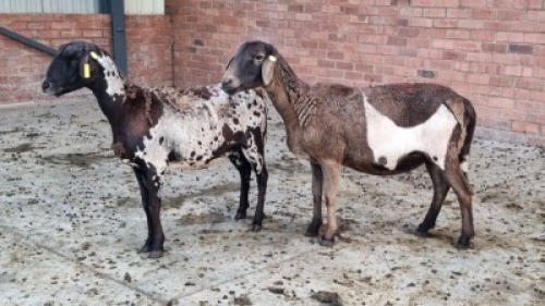 2X FEMALE MEATMASTER SR AGRI (Pay per Animal)