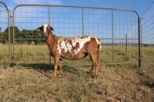 1X OOI/EWE J Afrika - Mandla Seopela - 082 044 4712