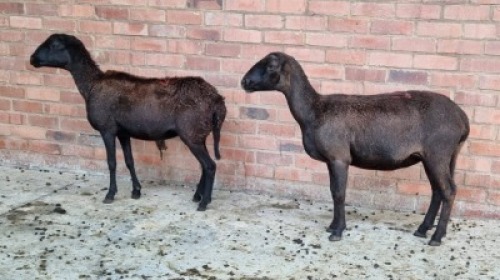 2X FEMALE MEATMASTER SR AGRI (Pay per Animal)