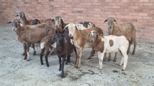 5+5X FEMALE MEATMASTER LEPOA INVESTMENTS (Pay per Animal)