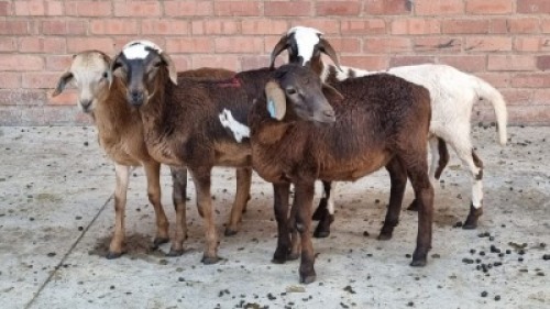 4X MALE MEATMASTER LEPOA INVESTMENTS (Pay per Animal)