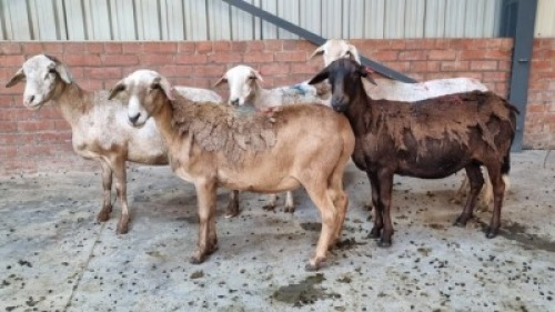 5X FEMALE MEATMASTER LEPOA INVESTMENTS (Pay per Animal)