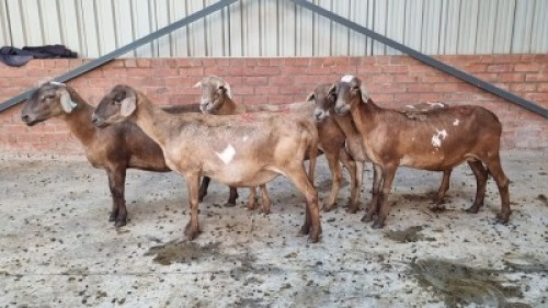 5X FEMALE MEATMASTER LEPOA INVESTMENTS (Pay per Animal)