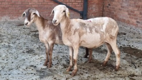 2X FEMALE MEATMASTER LEPOA INVESTMENTS (Pay per Animal)