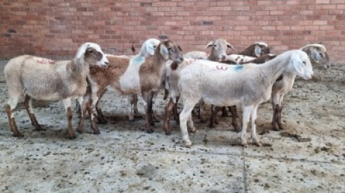 8X FEMALE MEATMASTER LEPOA INVESTMENTS (Pay per Animal)