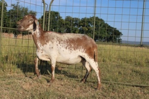 1X OOI/EWE J Afrika - Mandla Seopela - 082 044 4712